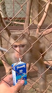 Puka Were confiscated by ENV to return to the wild with Kaka and Mit #Kaka | Kaka Page