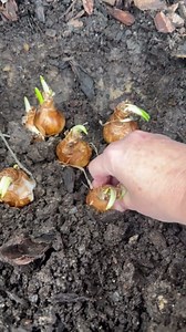 Planting bulbs in winter #shorts