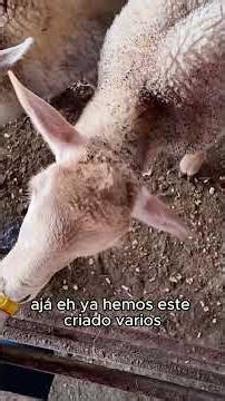 ¿Conocías este método para alimentar a tus borreguitos?🐑