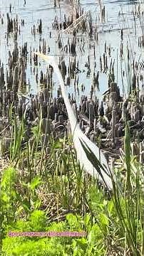 Garza blanca el símbolo que movilizó a un país para proteger sus derechos. #naturelovers #nature