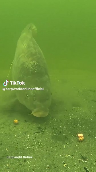 This carp won't say no to a tiger nut! 🐟👌 #underwater #nature #videoviral #tik_tok #carpfishing