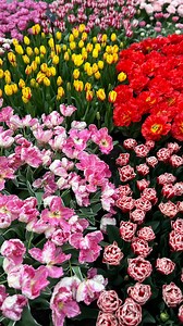 Happy 1st day of SPRING! 💐 🌷 | Heidi Hatch