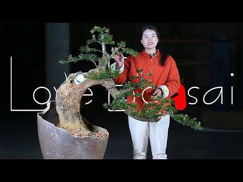From large tree stumps to bonsai art - great bonsai bending skills #bonsai #lovebonsai