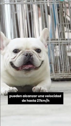 ✅ TOP 15 Best Small Dog Breeds to Keep in Your Home or Apartment | 🐶 French Bulldog