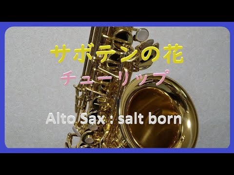 #155 【サボテンの花／チューリップ】アルトサックスで吹きました。