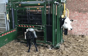 What is a ‘cattle crush’? A farmer explains