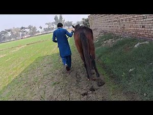 🐴 Horse Mating Process: Natural Horse Breeding Explained (Educational) 🐎