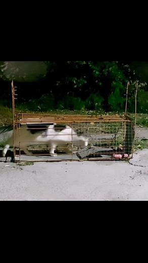 How to catch a cat?