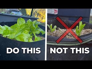Why Your Lettuce Isn't Growing: 5 Mistakes You Might Be Making