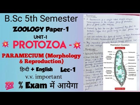 Paramecium (Morphology & Reproduction)//Protozoa//B.Sc 5th Semester//💥