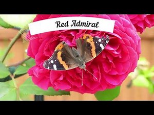 BUTTERFLIES OF COLORADO, USA: Red Admiral (Vanessa atalanta) observed in gardens from June to August
