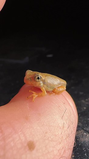 Introducing the newest gray tree frog to leave the water | Kyle Underwood photography