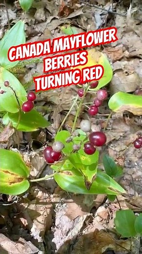 Canada Mayflower Berries turning Red