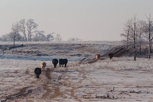 RealAg Radio: Regarding methane, weed removal tech, and more about India's repealed pea tariff, Dec 12, 2023