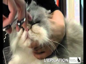 Epilation du chat persan / stripping a persian