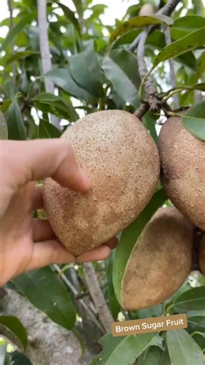 Sapodilla aka brown sugar fruit tastes like pear drenched in maple syrup 🤤 #sapodilla #miamifruit #rarefruit #nispero #exoticfruit