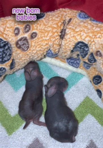 Understanding Newborn Cottontail Rabbits: A Guide