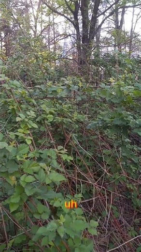 Blackberry Patch Secrets: From Seedlings to Sweet Snacks! #shorts