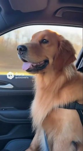 POV: Your Dog Loves the Music More Than You 🎧😂