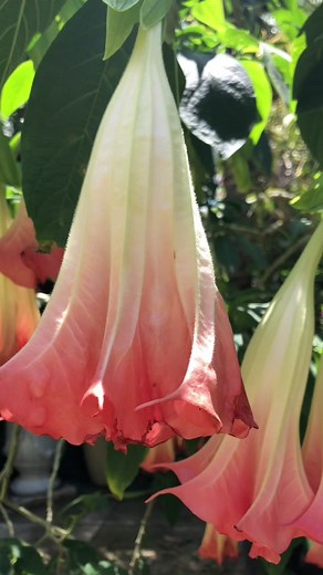 Angel Trumpet: The Most Toxic Plant in Tropical Landscaping
