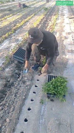 🌱⚡ Time-Saving Method for Fast Seedling Transplanting