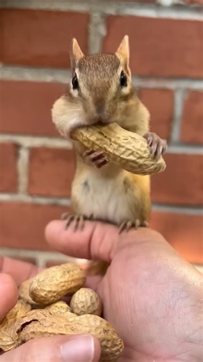 squirrel goes viral on internet explorer #funny