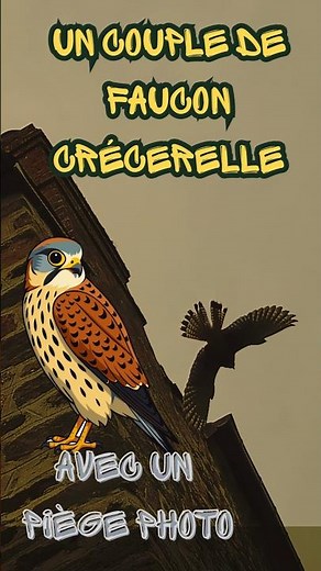 Un couple de faucons crécerelles filmé au piège photo 🦅 Observation incroyable extrait vidéo longue.