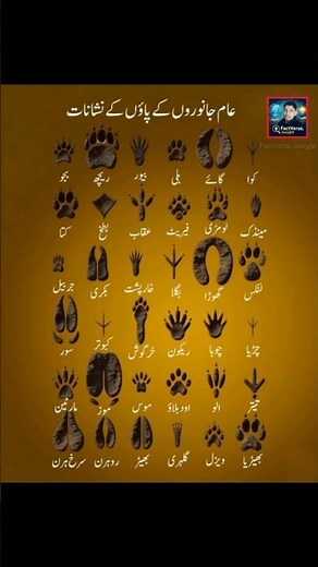 Animal Tracks Explained | Wildlife Footprints Facts