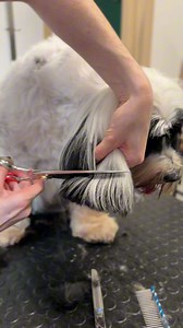 Tibetan terrier grooming