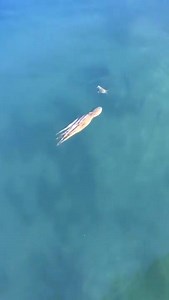 4K views · 24 reactions | Octopus chases a crab... wait for it! 呂 | Amazing Videos | Facebook