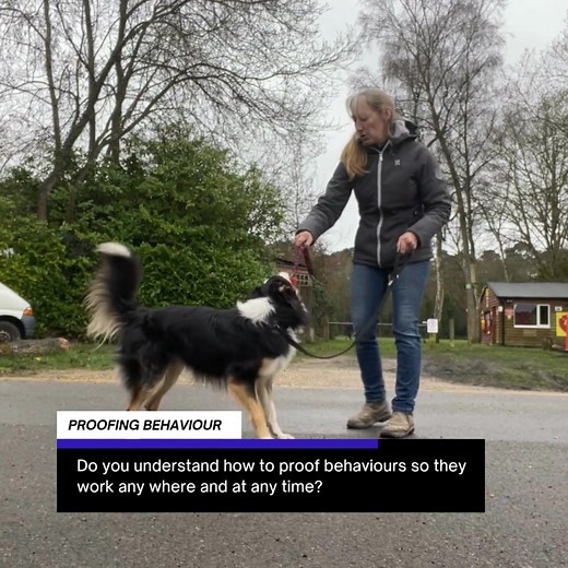 Want to improve your Border Collie's impulse control around wildlife or maybe just to help their loose lead walking to ease your shoulders? The Border Collie Academy is open for enrolment. Come and join our friendly community and get the support you need to help your Border Collie thrive. Check out the details 👇 https://courses.dingbattdogtraining.co.uk/academy | Sarah Hedderly - DingBatt Dog Training