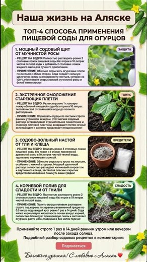 🥒СОДА для ОГУРЦОВ: ТОП-4 Способа Применения для Огромного Урожая, Омоложения плетей и Сладости🥒