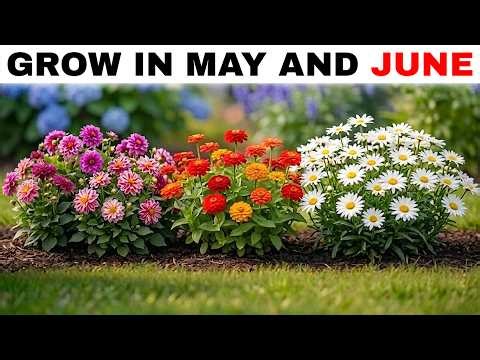 Plant These in MAY! 15 STUNNING Flowers for a BEAUTIFUL Garden All Summer Long