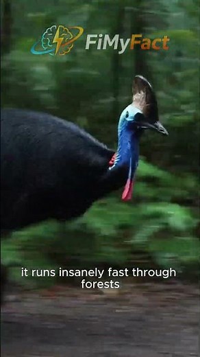 Cassowary 😳 This Bird Can Disembowel Humans!