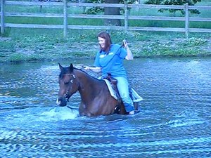 Horse playing in the water