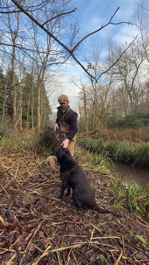 Martin Hopps on Instagram: "On the peg with Hunter #partridgeshooting #pheasantshooting #labradorretriever #chocolatelab #foxredlab #yellowlab #blacklabsquad #training #teampureflax #gundogtrainer #slingleygundogs #pickingupteam #instavideo"