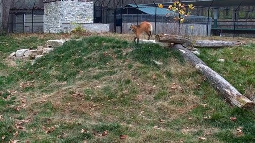 Today is Threatened Species Day, and the perfect time to introduce you to our maned wolf pack. Say hello to Lucky & Luigi. 🐾 Their distinctive black mane, fox-like face, and skunk-like scent make them unmistakable. But it's their ecological importance that truly matters—they are a keystone species, maintaining the delicate balance of South America's grassland ecosystems. On Threatened Species Day, let's remember that conservation is about every species that plays a vital role in our planet's bi