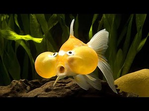 7 Types of Cute Ornamental Fish for Freshwater Aquariums