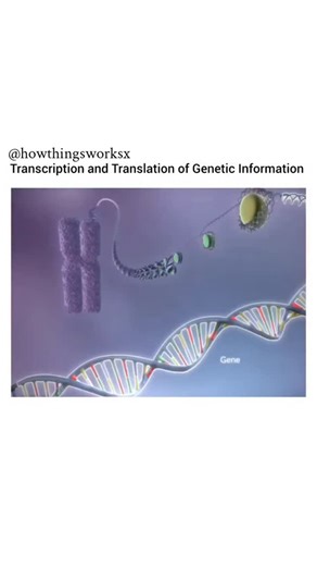 Nitin Gupta on Instagram: "The transcription and translation of genetic information are the two main steps of gene expression. During transcription, the enzyme RNA polymerase copies a gene’s DNA sequence into messenger RNA (mRNA) by pairing complementary RNA nucleotides with the DNA template strand, replacing thymine (T) with uracil (U). Next, during translation, the mRNA travels to the ribosome, where transfer RNA (tRNA) molecules read the mRNA codons and bring the corresponding amino acids. Th