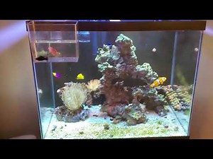 Acclimating Freshwater Mollies to Reef Tank 🆒