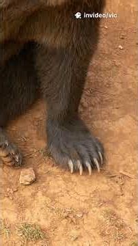 The Hilariously Small Tail of a Grizzly