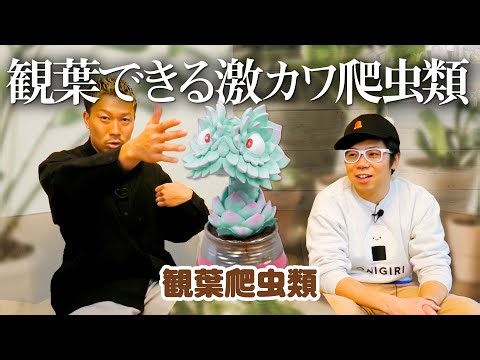 【観葉爬虫類】観葉植物＋爬虫類のNEWガチャ！＜発売店舗情報は概要欄をチェック＞