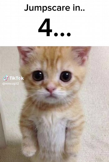 Jumpscare in 5s 😰 #challenge #jumpscare #cat #xuhuong #xuhuongtiktok