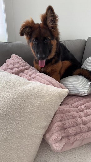 Snooki the German Shepherd on TikTok