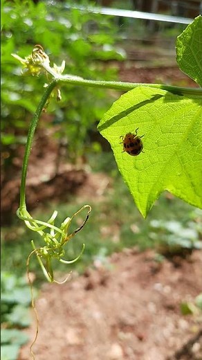 Insects at Home: Asian lady beetle