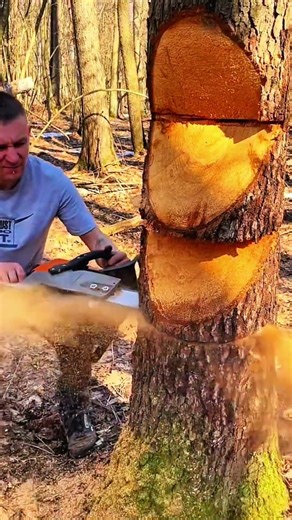 Tree trunk cut with wedge notch for felling