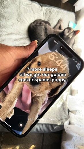 8 days till we pick up our English cocker spaniel golden boy teddy. What else are we missing? @petbarn @kmart australia 🤎🧸🐻🍂 #cockerspaniel #puppylove #cocker #spaniel #golden #ditl #ugc #fyp #englishcockerspaniel #goldencocker #pets #puppy #dog #russianblue #newpuppy #petsoftiktok #cockerspanielsoftiktok