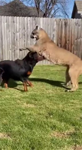 Rottweiler vs. Mountain Lion: INTENSE Backyard Standoff! 😱