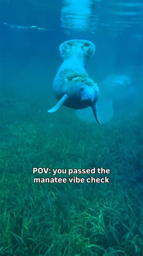 Manatee season is almost over. Don’t miss your Manatee vibe check. 💙 Float through Silver Springs in a clear kayak and experience wild Florida the way it’s meant to be - slow, respectful, and unforgettable. #getupandgokayaking #silversprings #clearkayaking #manateeseason | Get Up And Go Kayaking