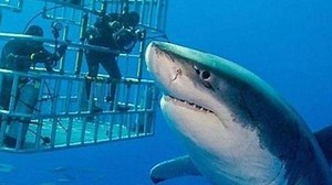 This Is The Biggest Great White Shark Ever Caught On Camera | Grunge.com